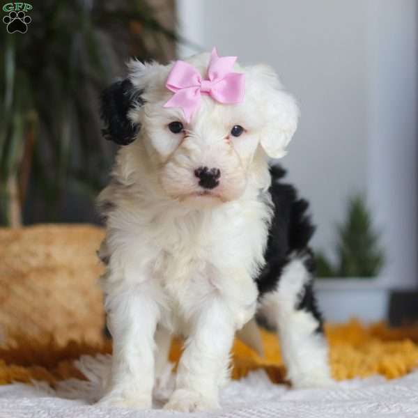Carrot, Mini Sheepadoodle Puppy